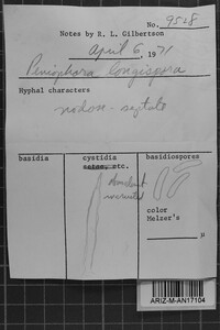 Subulicystidium longisporum image