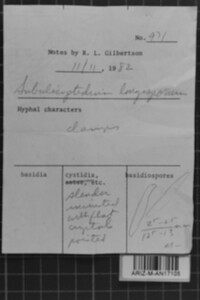 Subulicystidium longisporum image