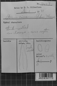 Lopharia cinerascens image