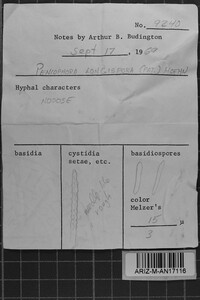 Subulicystidium longisporum image