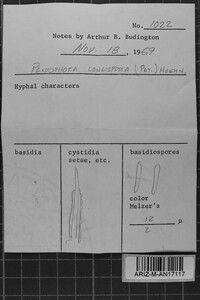 Subulicystidium longisporum image