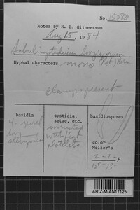 Subulicystidium longisporum image