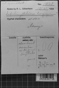 Subulicystidium longisporum image