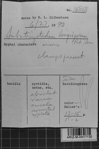 Subulicystidium longisporum image