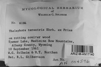 Thelephora terrestris image