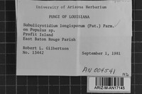Subulicystidium longisporum image