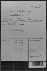 Subulicystidium longisporum image