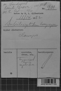 Subulicystidium longisporum image