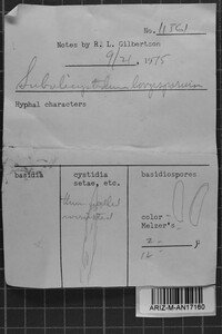 Subulicystidium longisporum image