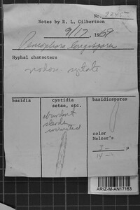 Subulicystidium longisporum image