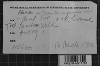 Subulicystidium longisporum image