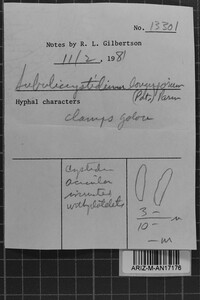 Subulicystidium longisporum image
