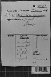 Subulicystidium longisporum image