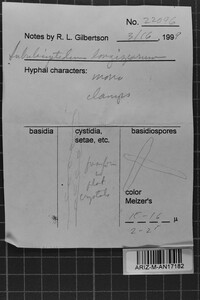 Subulicystidium longisporum image
