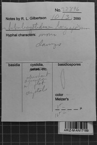 Subulicystidium longisporum image