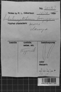 Subulicystidium longisporum image