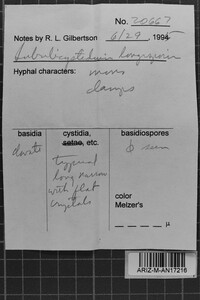 Subulicystidium longisporum image