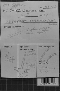 Subulicystidium longisporum image