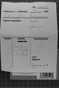 Subulicystidium longisporum image