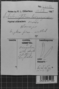 Subulicystidium longisporum image