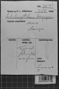 Subulicystidium longisporum image