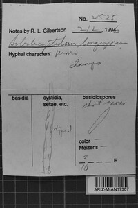 Subulicystidium longisporum image