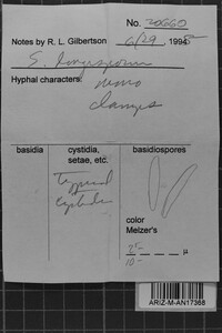 Subulicystidium longisporum image