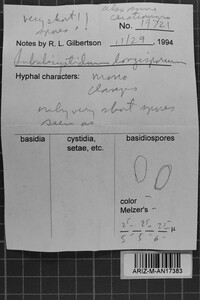 Subulicystidium longisporum image