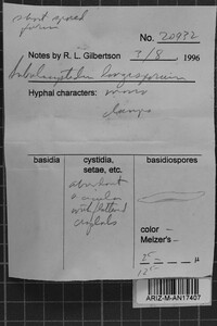 Subulicystidium longisporum image