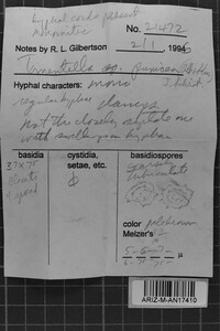 Tomentella punicea image