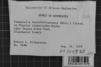 Tomentella fuscoferruginosa image