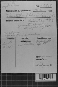 Odontia fibrosa image