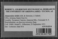 Amaurodon viridis image