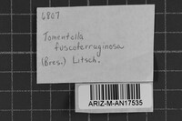 Tomentella fuscoferruginosa image