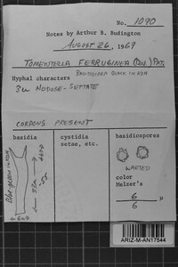 Tomentella ferruginea image