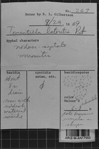 Tomentella lateritia image