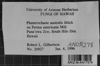 Phanerochaete australis image