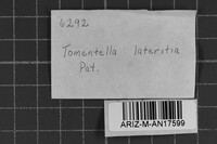 Tomentella lateritia image