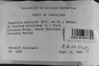 Tomentella muricata image