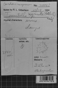 Tomentella muricata image