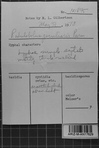 Stereum peculiare image