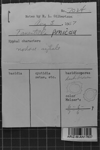 Tomentella punicea image