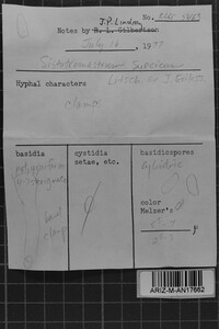 Sistotremastrum suecicum image