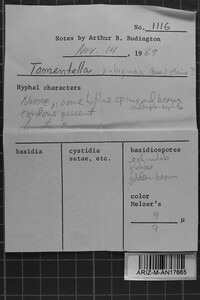 Tomentella punicea image