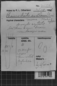 Phanerochaete avellanea image