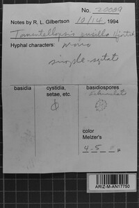 Tomentellopsis pusilla image