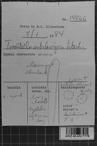 Tomentella subclavigera image