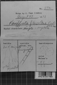 Odontia fibrosa image