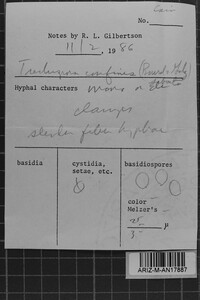 Corticium confine image