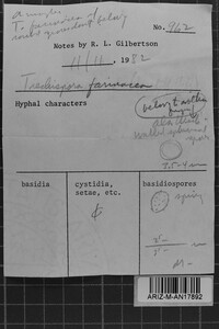 Trechispora farinacea image